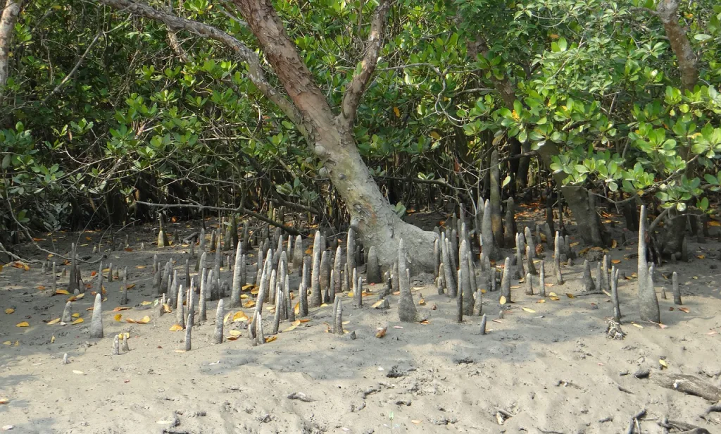 Sundari tree in Sundarbans Bangladesh 