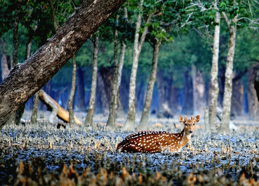 Spotted Deer in Sundarbans Bangladesh