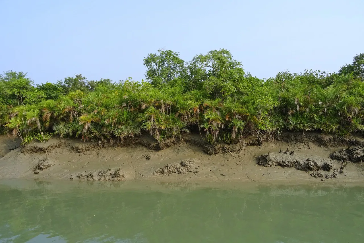 Sundarbans Landscape