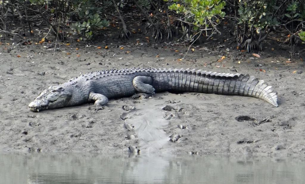 Saltwater Crocodile in Sundarbans 