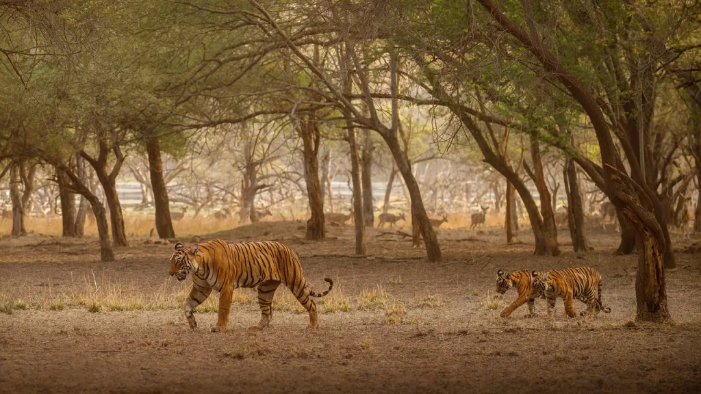 Royal Bengal Tiger of Sundarbans